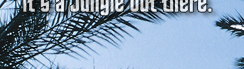 www.traveljungle.co.uk